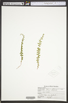 Asplenium platyneuron by WVA (West Virginia University Herbarium)