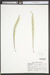 Asplenium platyneuron by WVA (West Virginia University Herbarium)