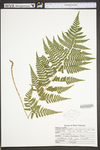 Dryopteris carthusiana by WVA (West Virginia University Herbarium)