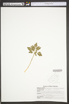 Botrychium oneidense by WVA (West Virginia University Herbarium)