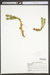 Huperzia lucidula by WVA (West Virginia University Herbarium)
