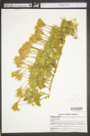 Lycopodium ×habereri by WVA (West Virginia University Herbarium)