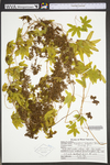 Lygodium palmatum by WVA (West Virginia University Herbarium)