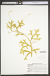 Lycopodium clavatum by WVA (West Virginia University Herbarium)