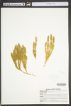 Lycopodium annotinum by WVA (West Virginia University Herbarium)