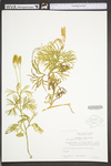 Lycopodium digitatum by WVA (West Virginia University Herbarium)