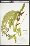 Osmunda claytoniana by WVA (West Virginia University Herbarium)