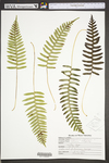 Polypodium virginianum by WVA (West Virginia University Herbarium)