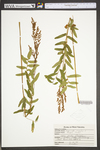 Osmunda regalis var. spectabilis by WVA (West Virginia University Herbarium)