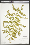 Osmunda by WVA (West Virginia University Herbarium)
