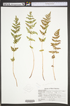 Woodsia appalachiana by WVA (West Virginia University Herbarium)