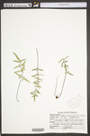 Pellaea atropurpurea by WVA (West Virginia University Herbarium)