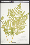 Pteridium aquilinum var. latiusculum by WVA (West Virginia University Herbarium)