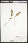 Woodsia ilvensis by WVA (West Virginia University Herbarium)