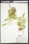 Lycopodium digitatum by WVA (West Virginia University Herbarium)