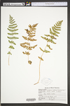 Woodsia obtusa ssp. obtusa by WVA (West Virginia University Herbarium)