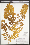 Osmunda regalis var. spectabilis by WVA (West Virginia University Herbarium)