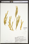 Pteridium aquilinum var. latiusculum by WVA (West Virginia University Herbarium)