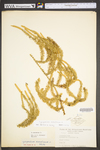 Lycopodium annotinum by WVA (West Virginia University Herbarium)