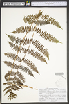 Athyrium filix-femina var. angustum by WVA (West Virginia University Herbarium)
