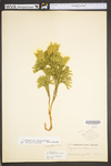 Lycopodium dendroideum by WVA (West Virginia University Herbarium)