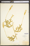 Lycopodium clavatum by WVA (West Virginia University Herbarium)