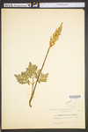 Botrychium dissectum by WVA (West Virginia University Herbarium)