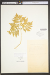 Botrychium virginianum by WVA (West Virginia University Herbarium)