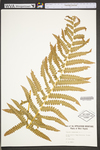 Osmunda cinnamomea var. cinnamomea by WVA (West Virginia University Herbarium)