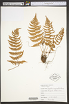 Dryopteris marginalis by WVA (West Virginia University Herbarium)