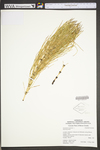Equisetum hyemale var. affine by WVA (West Virginia University Herbarium)