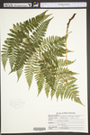 Dryopteris intermedia by WVA (West Virginia University Herbarium)