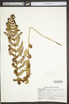 Dryopteris cristata by WVA (West Virginia University Herbarium)