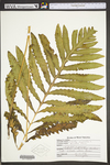 Onoclea sensibilis by WVA (West Virginia University Herbarium)