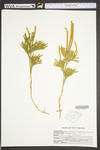 Lycopodium dendroideum by WVA (West Virginia University Herbarium)