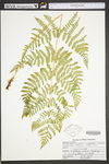 Dryopteris campyloptera by WVA (West Virginia University Herbarium)