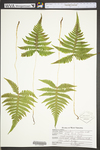 Phegopteris connectilis by WVA (West Virginia University Herbarium)