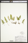 Pleopeltis polypodioides ssp. michauxiana by WVA (West Virginia University Herbarium)