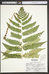 Dryopteris goldiana by WVA (West Virginia University Herbarium)
