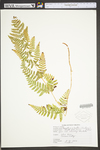 Dryopteris ×boottii by WVA (West Virginia University Herbarium)