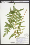 Dennstaedtia punctilobula by WVA (West Virginia University Herbarium)