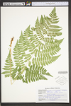 Dryopteris campyloptera by WVA (West Virginia University Herbarium)
