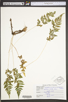 Cystopteris protrusa by WVA (West Virginia University Herbarium)
