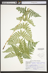 Dryopteris carthusiana by WVA (West Virginia University Herbarium)