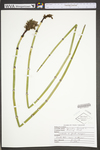 Equisetum hyemale var. affine by WVA (West Virginia University Herbarium)