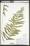 Deparia acrostichoides by WVA (West Virginia University Herbarium)