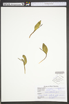 Ophioglossum vulgatum by WVA (West Virginia University Herbarium)