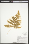 Phegopteris hexagonoptera by WVA (West Virginia University Herbarium)