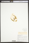 Asplenium pinnatifidum by WVA (West Virginia University Herbarium)