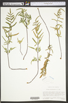 Pellaea atropurpurea by WVA (West Virginia University Herbarium)